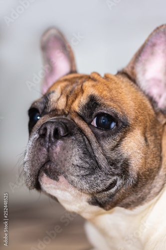 Fototapeta Naklejka Na Ścianę i Meble -  french bulldog breed