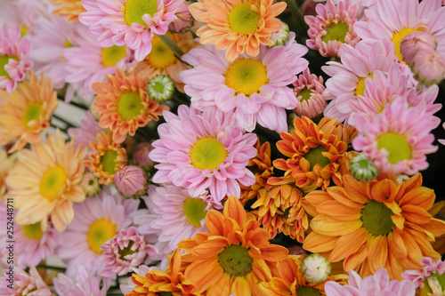 Colorful flowers chrysanthemum made with gradient for background,Abstract,texture,Soft and Blurred style.postcard.