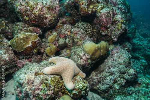 Starfish at the Maldives
