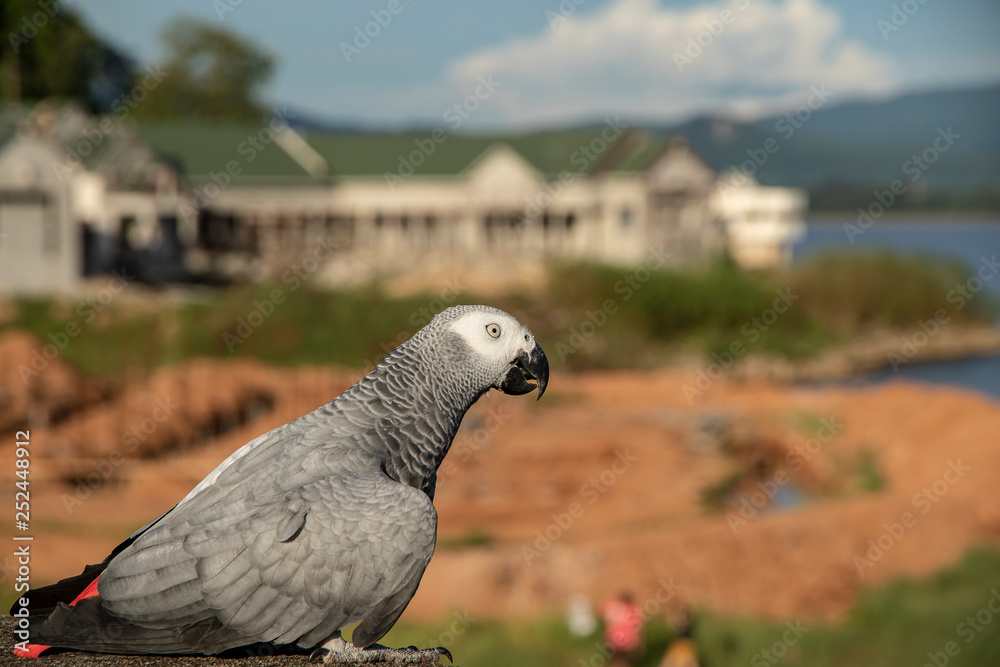 Close up macore bird parrot on blurred background. Close up macore bird parrot on blurred background.