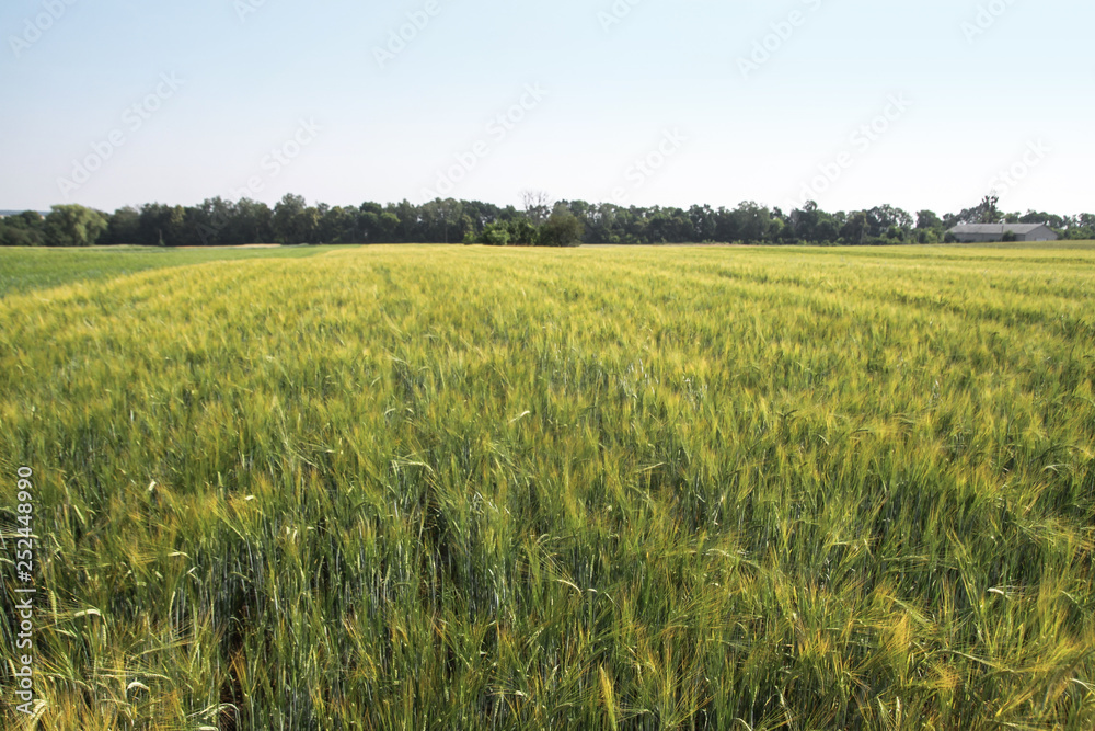 Farm garden sown wheat before maturation. farm field with a big harvest. Beautiful golden bread. Stock background, photo Farm garden sown wheat before maturation. farm field with a big harvest. Beautiful golden bread. Stock background, photo