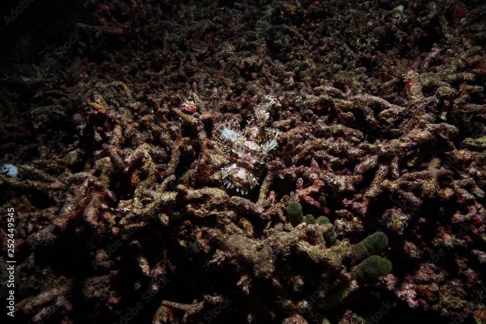 Scorpion fish camouflage at the Maldives