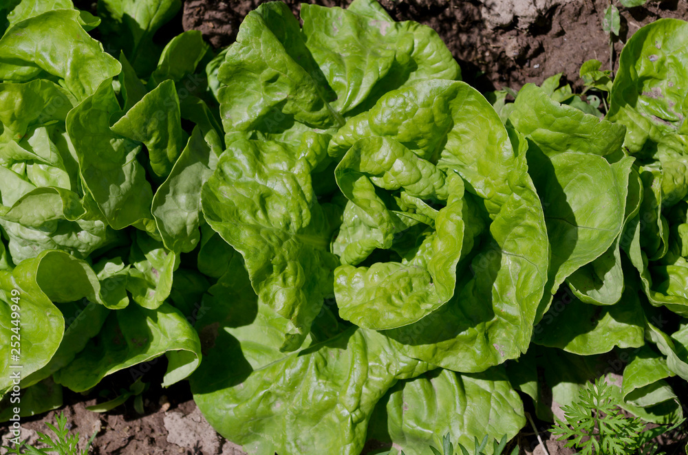 Growing bio lettuce in the northern Bulgaria in the summer Growing bio lettuce in the northern Bulgaria in the summer