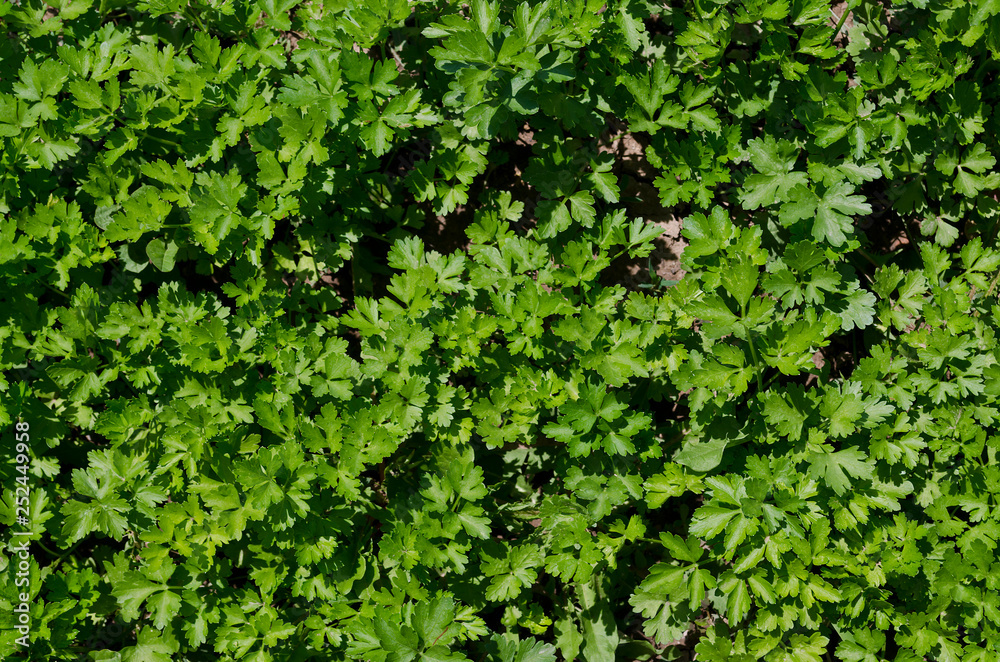 Growing bio herbs and vegetables in summer Growing bio herbs and vegetables in summer