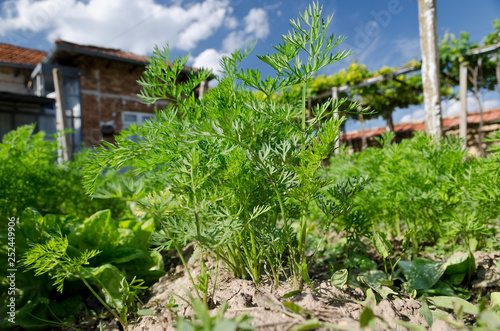 Growing bio herbs and vegetables in summer © nerksi