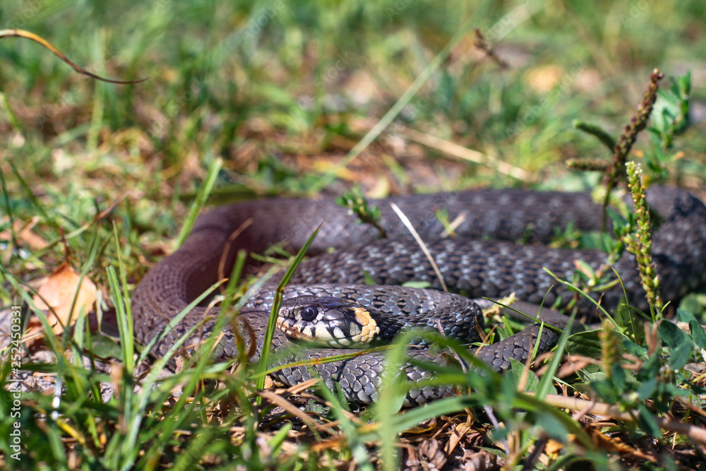 Fototapeta premium Terrible black snake basks in the sun and watches looking at the victim. Viper twisted on a meadow grass. Stock photo background