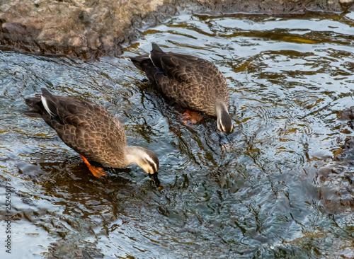 Ducks in a stream