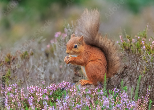 Red squirrel sitting in heather