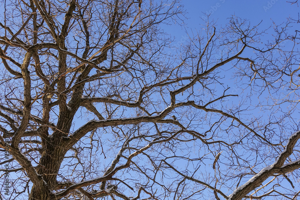 Tree branches (oak) without leaves against the blue sky. Snow on the branches. Frosty sunny day. Tree branches (oak) without leaves against the blue sky. Snow on the branches. Frosty sunny day.