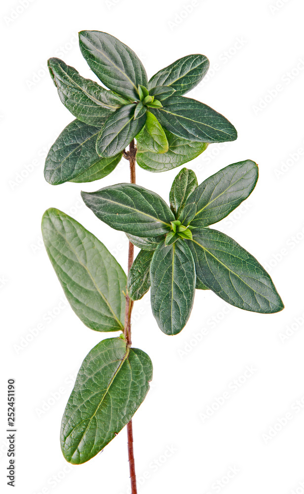 Close up of sapling Close up of sapling