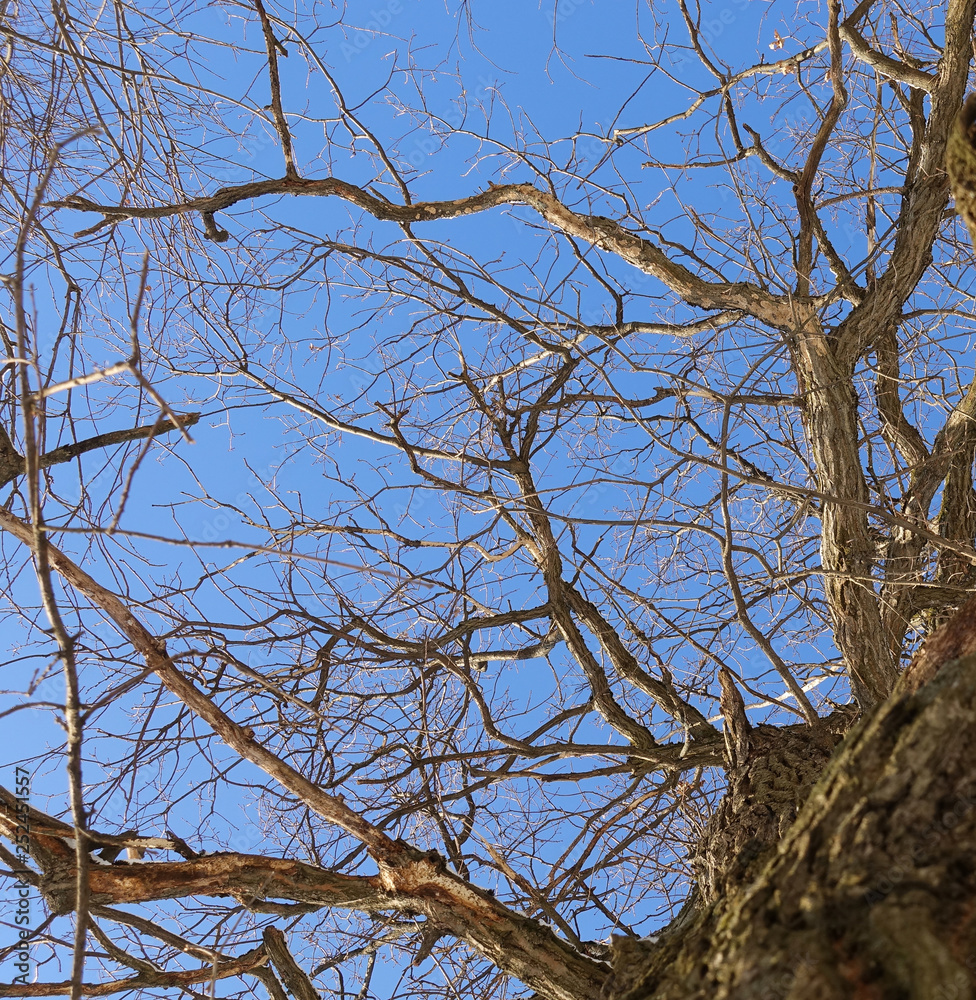 Oak. Tree trunk, bottom view. Nature in the winter season. Against the blue sky. Branches and trunk create an abstract pattern Oak. Tree trunk, bottom view. Nature in the winter season. Against the blue sky. Branches and trunk create an abstract pattern