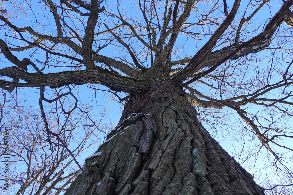 Tree trunk, view from below. Nature in winter season Tree trunk, view from below. Nature in winter season
