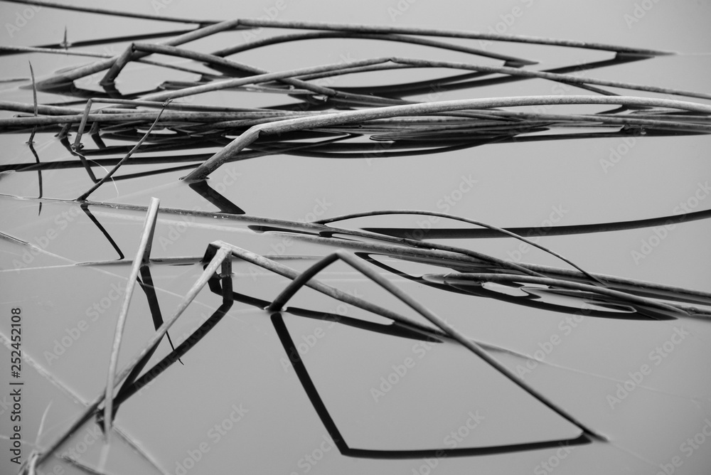 Dried up wild grass in water in black and white Dried up wild grass in water in black and white