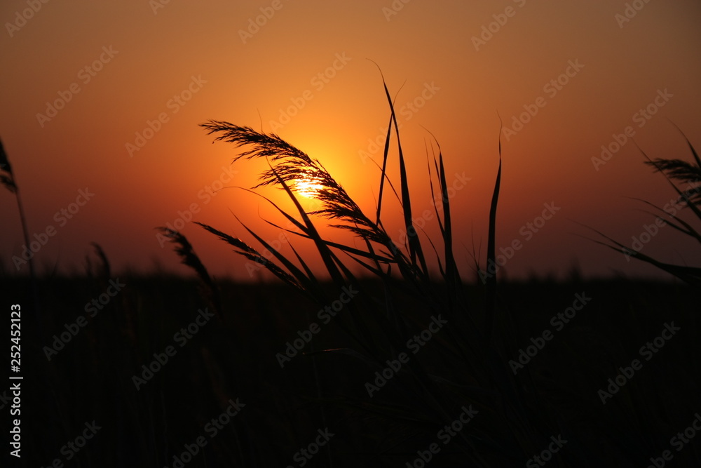 cane in sunset