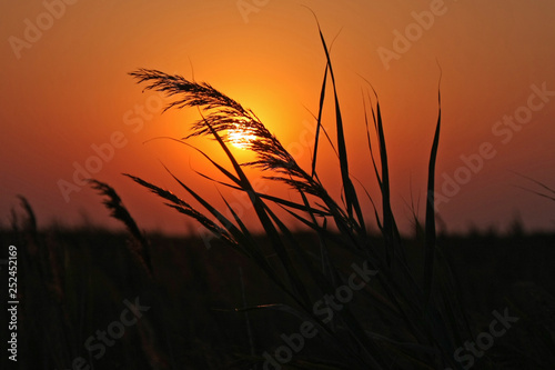 cane in sunset