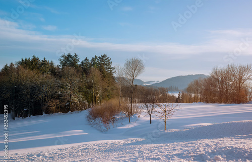Cloudy day winter landscape forest