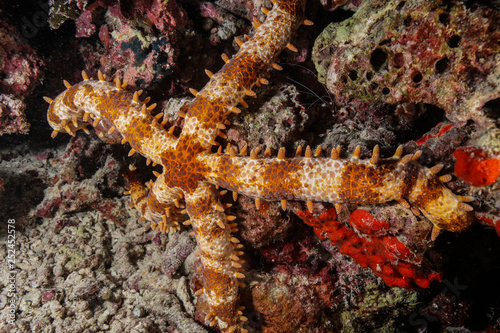 Starfish at the Maldives