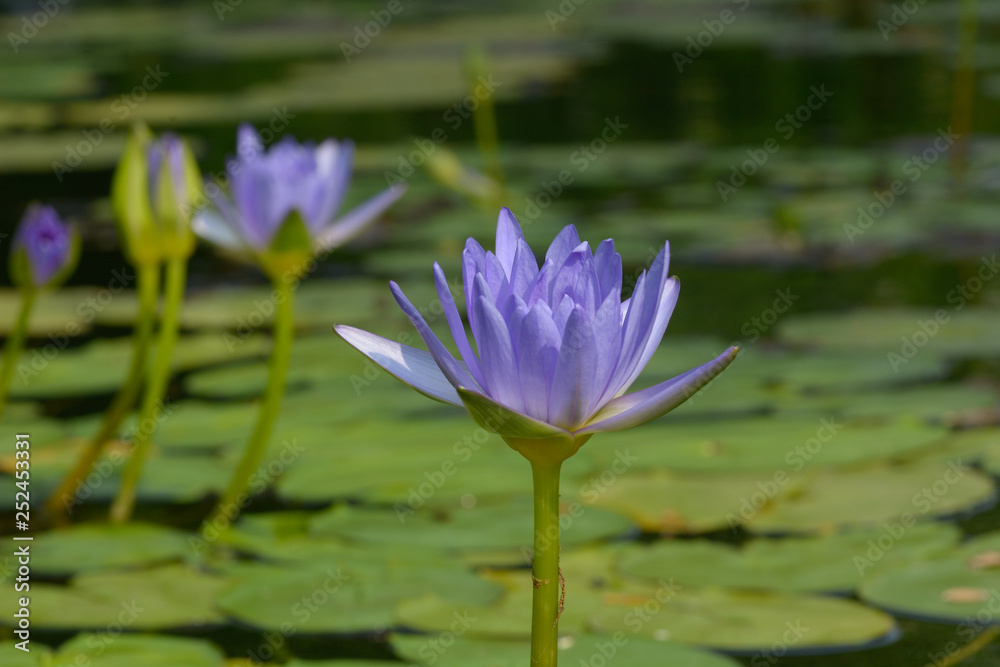 Lotus flowers, Waterlily Lotus flowers, Waterlily
