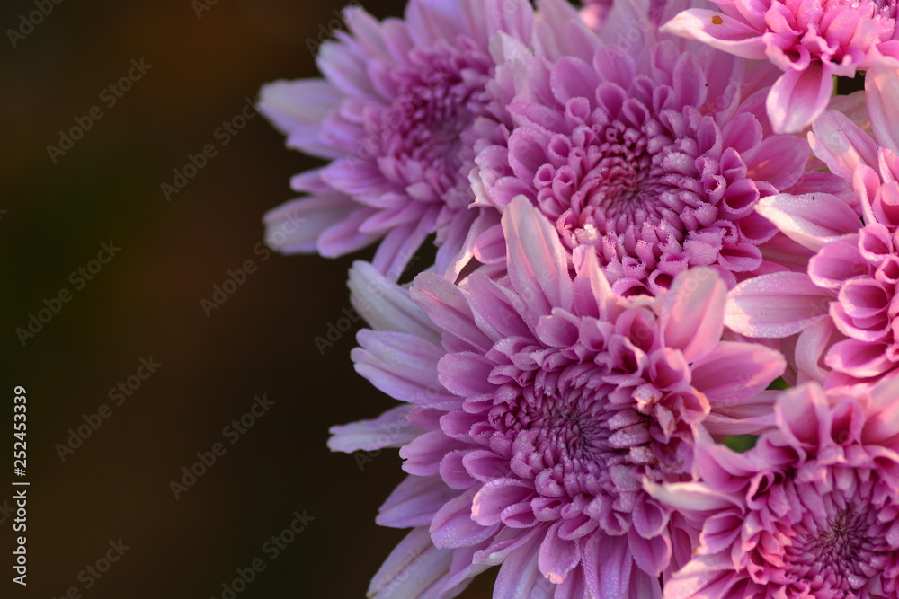 blooming of chrysanthemum flowers with fresh blooming of chrysanthemum flowers with fresh