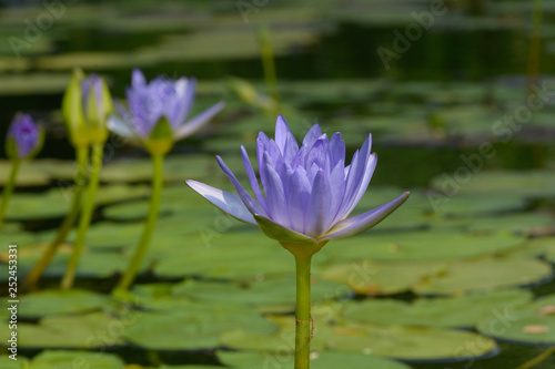 Lotus flowers  Waterlily