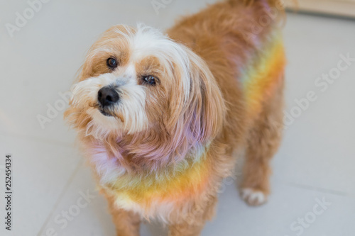 rainbow dog