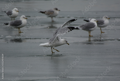 Landing on thin ice