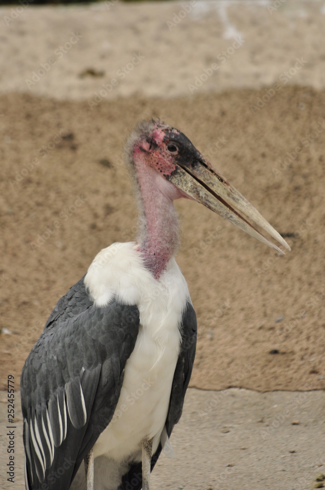 Fototapeta premium Stork