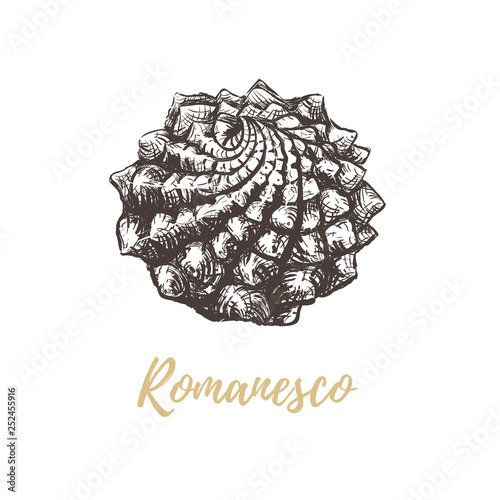 Romanesco broccoli sketch illustration. 