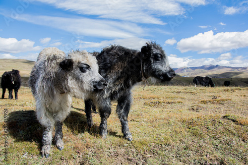 Cuadro en lienzo Black and white, young Domestic Yaks (Bos grunniens), standing in the grassland