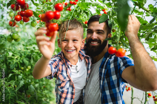 Happy young father with his son harvesting tomatoes in greenhouse.