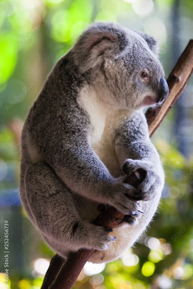 koala sittin in a tree koala sittin in a tree