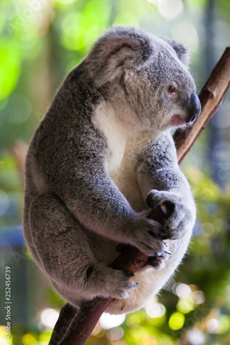 Fototapeta Naklejka Na Ścianę i Meble -  koala sittin in a tree