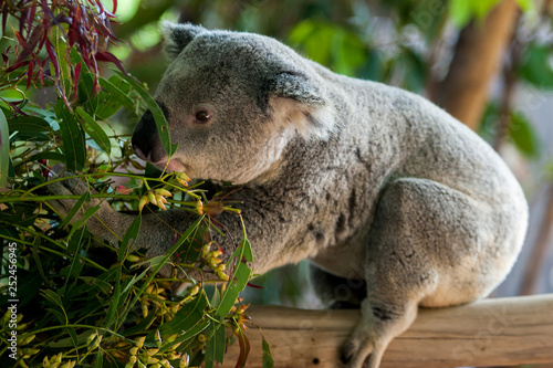 Photography koala in a tree