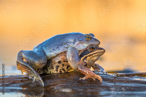Mating The Moor frog Rana arvalis in Czech Republic Fototapet