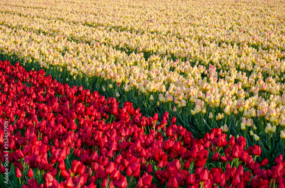 field of red and yellow tulips in Holland