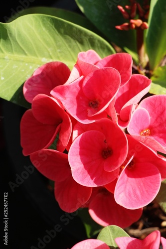 Euphorbia milli crown of thorns in nature