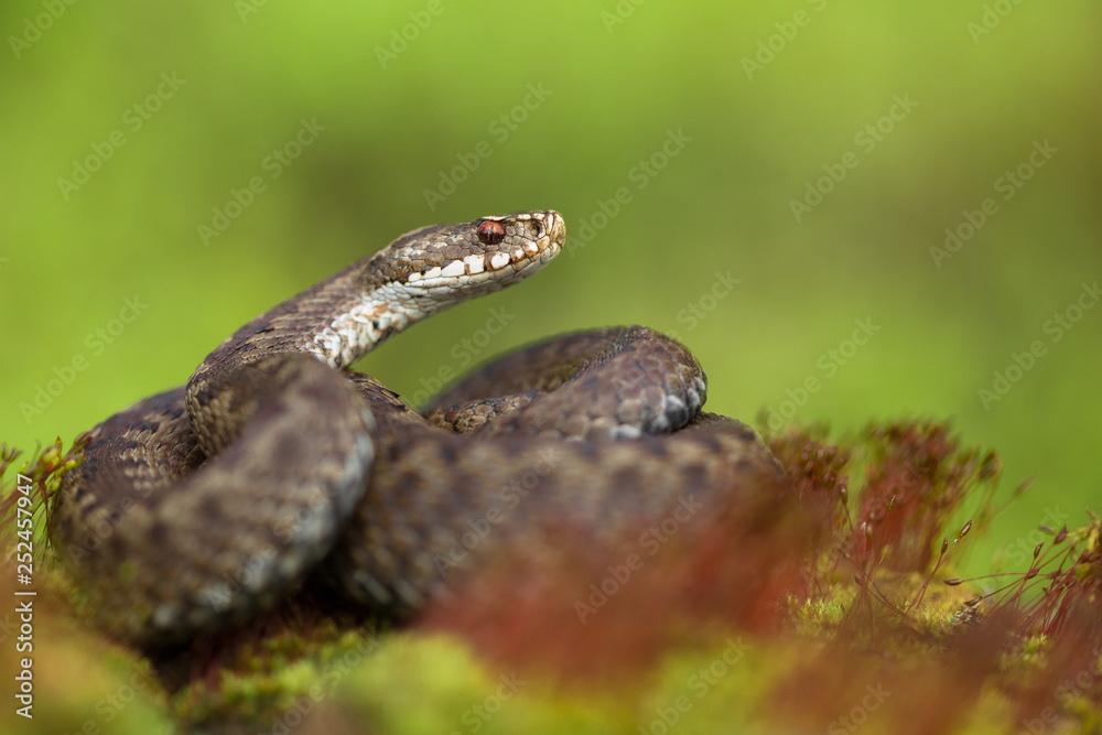 European viper Vipera berus in Czech Republic European viper Vipera berus in Czech Republic