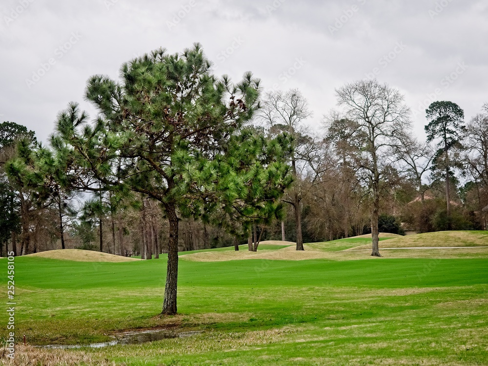 Pine Tree in Golf Course