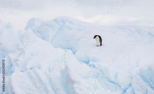 adelie penguin on an iceberg