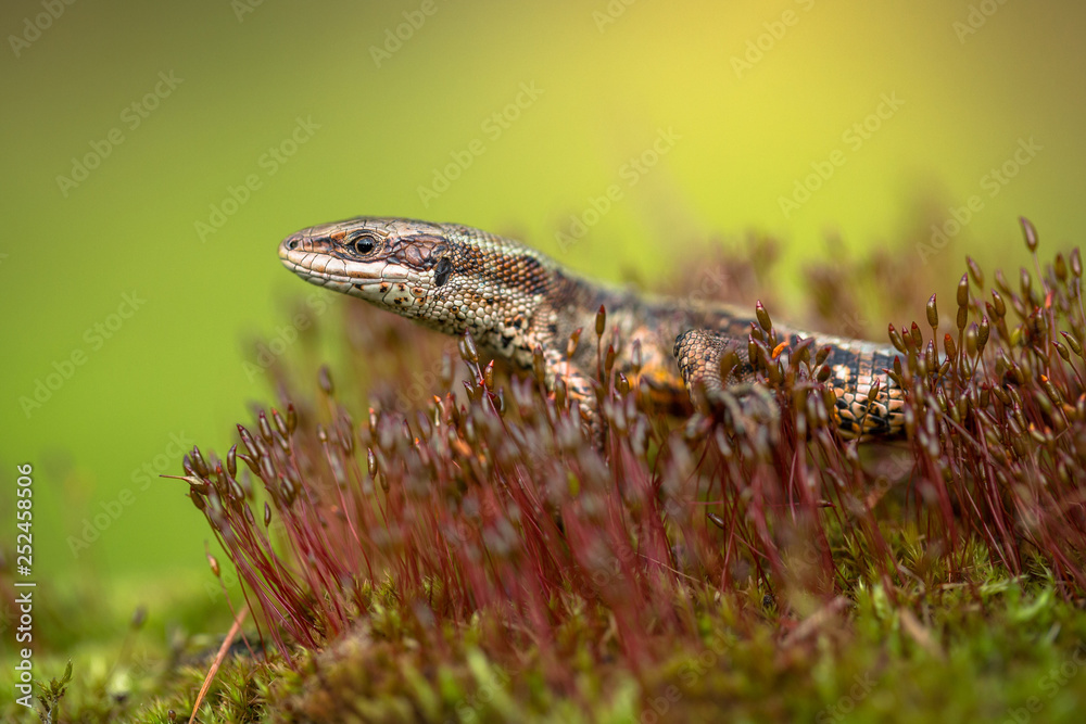 The viviparous or common lizard Zootoca vivipara in Czech Republic The viviparous or common lizard Zootoca vivipara in Czech Republic