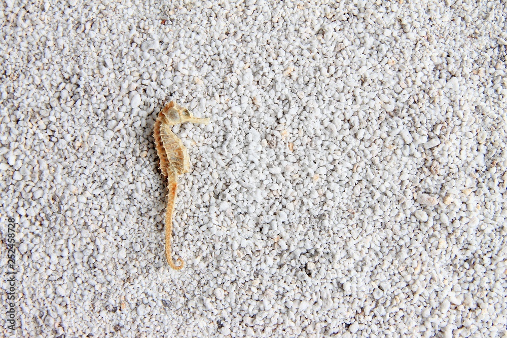 Dried seahorse is on small light gray pebbles. Dried seahorse is on small light gray pebbles.