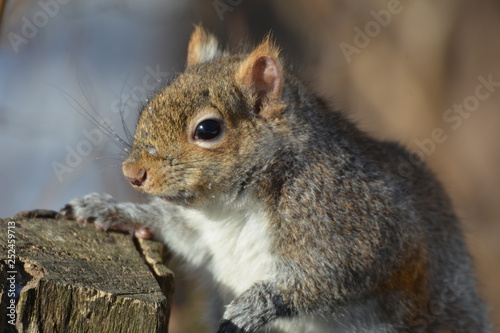 Gray Squirrel close up