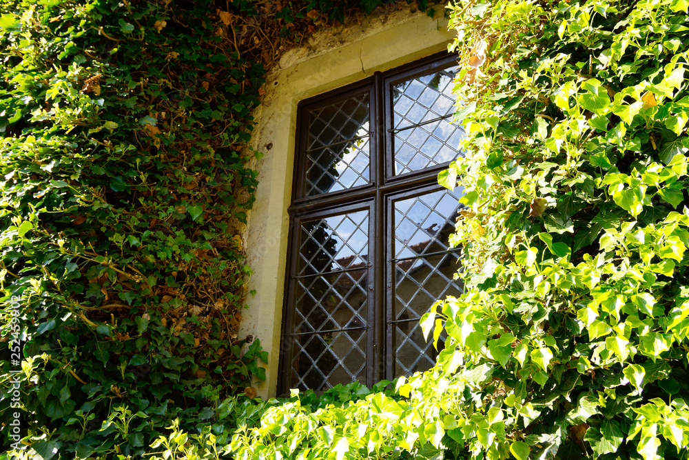 window on wall overgrown with ivy