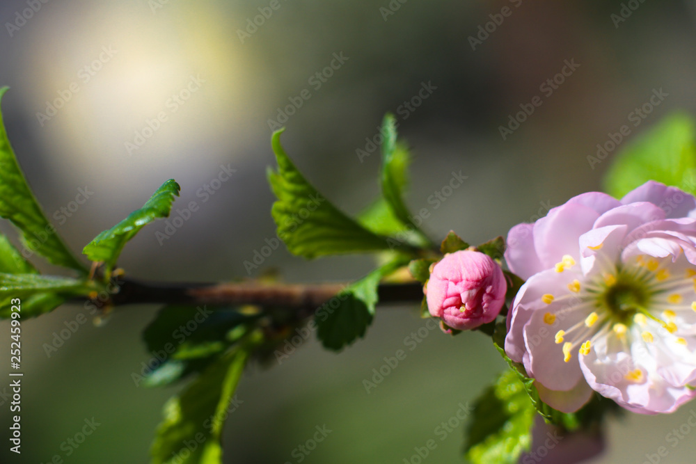 Spring flowering of apple and pear trees in the garden. Gardening and farm trees. white and pink flowers Stock background, photo Spring flowering of apple and pear trees in the garden. Gardening and farm trees. white and pink flowers Stock background, photo