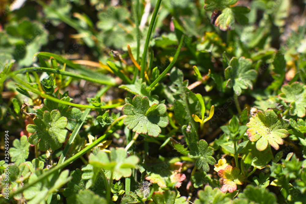 Green plants, grass. Green plants, grass.