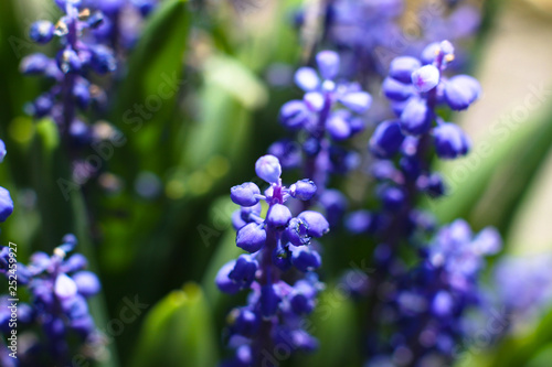 Beautiful purple spring flowers Muscari. Background for design