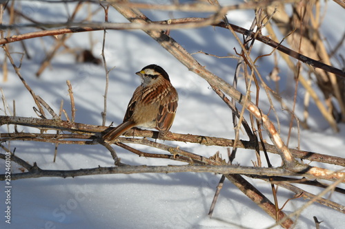 White Thorated Sparrow in snow photo