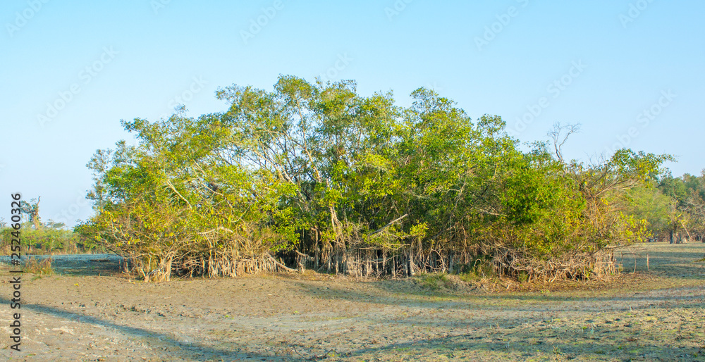 One plant landscape in dibru saikhowa national park One plant landscape in dibru saikhowa national park