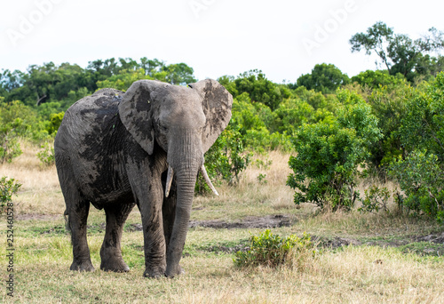 An elephant herd grazing in the bushes inside Masai Mara National Reserve during a wildlife safari