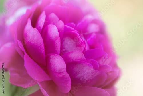 Pink rose flower in soft focus close up